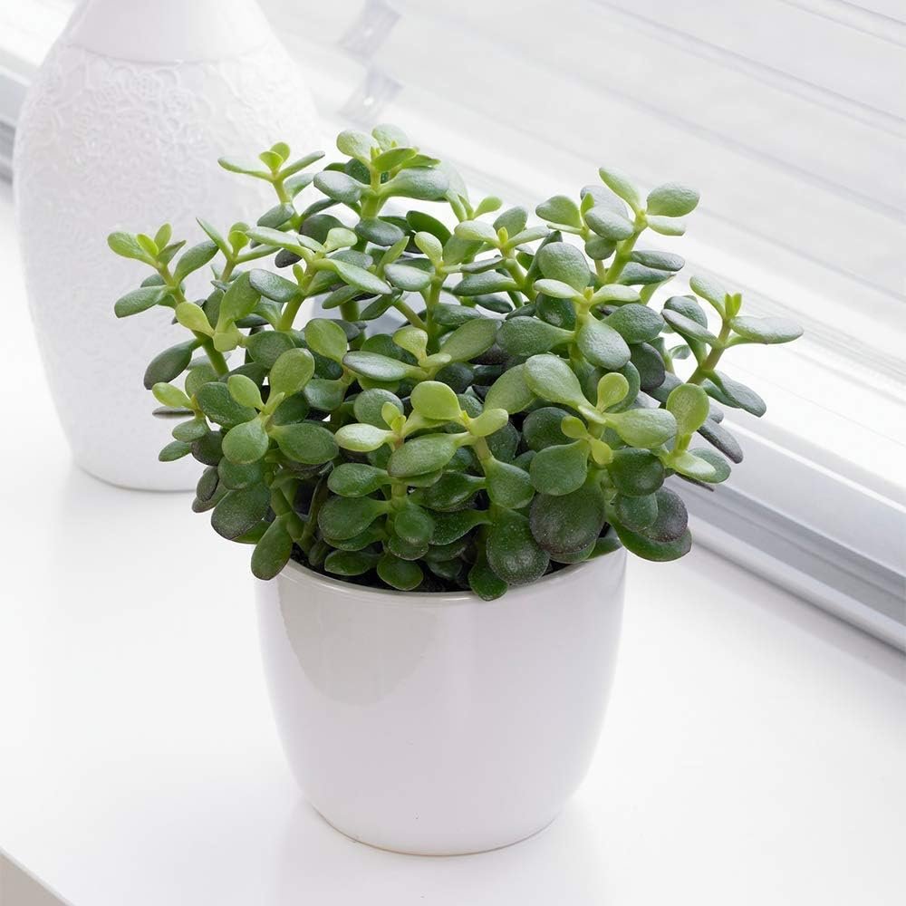 Mini Indoor Plant